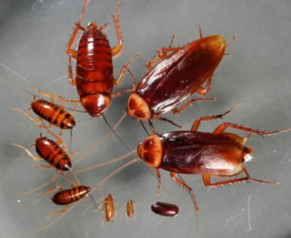 American Cockroach Life Cycle