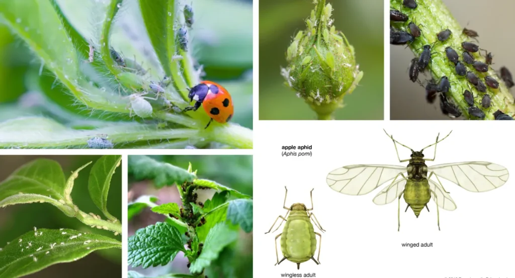 Aphids Life Cycle