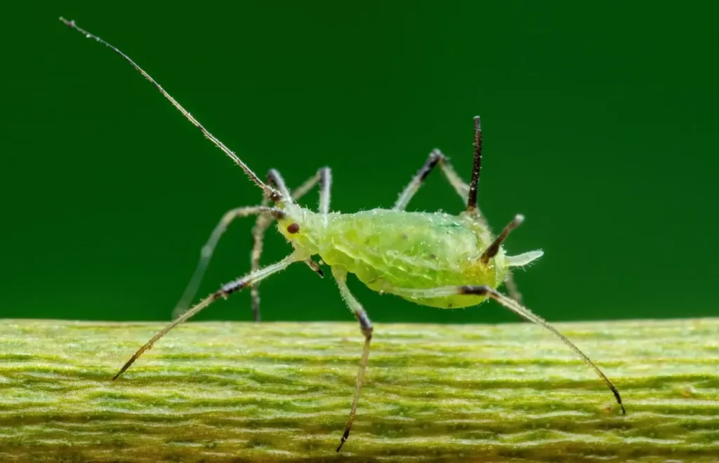Aphids Life Cycle