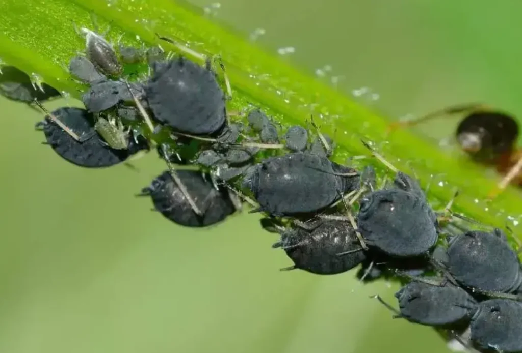 Aphids Life Cycle