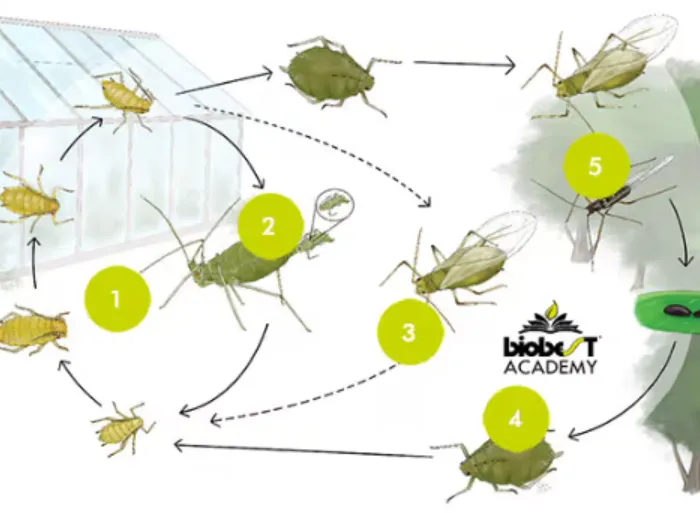 Aphids Life Cycle