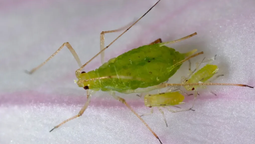 Aphids Life Cycle