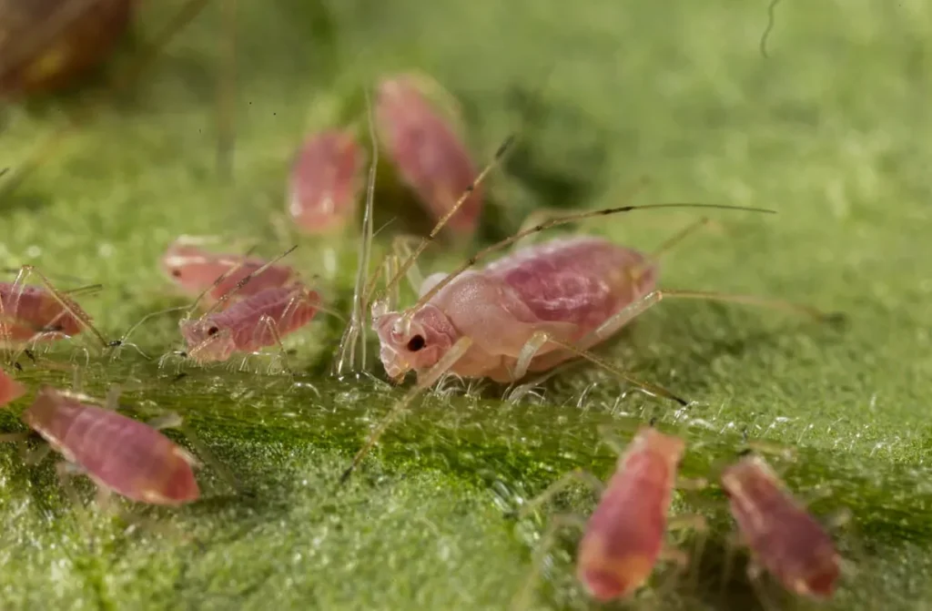Aphids Life Cycle