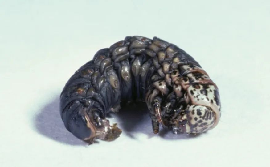 Bagworm Life Cycle