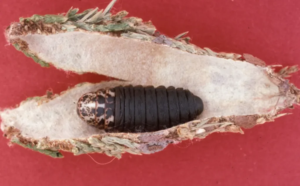 Bagworm Life Cycle