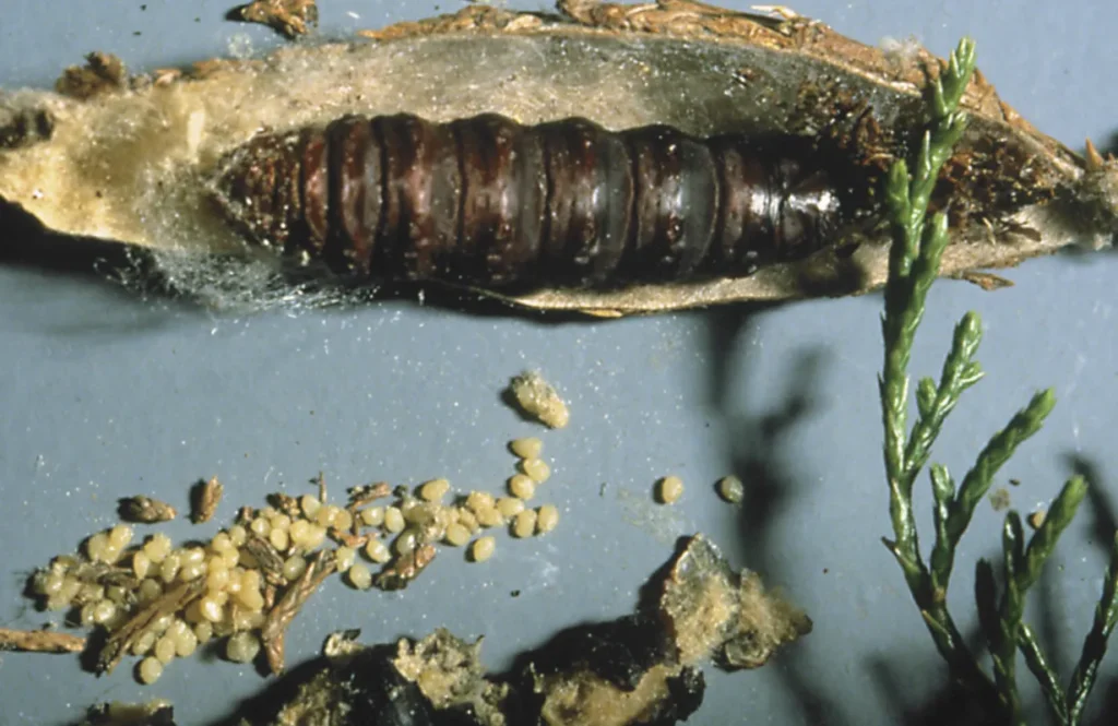 Bagworm Life Cycle
