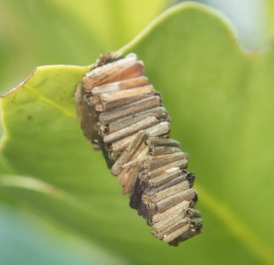 Bagworm Life Cycle