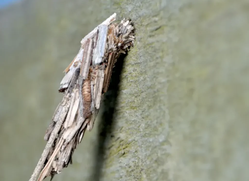 Bagworm Life Cycle