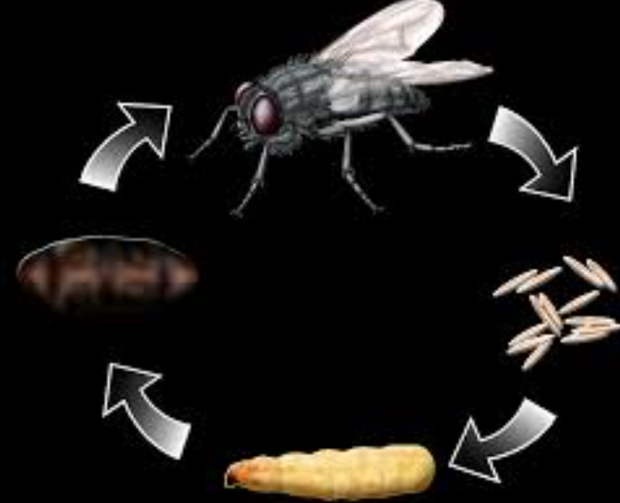House Fly Life Cycle
