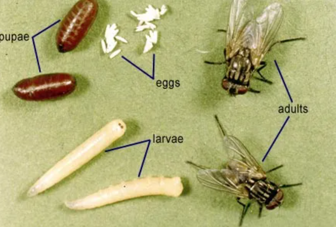 House Fly Life Cycle