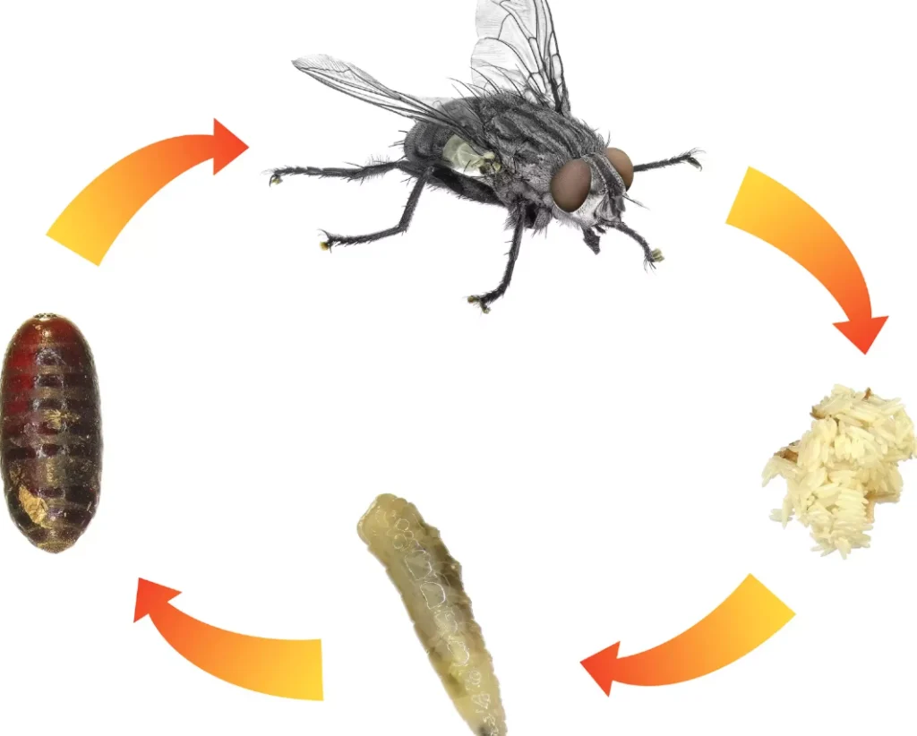 House Fly Life Cycle
