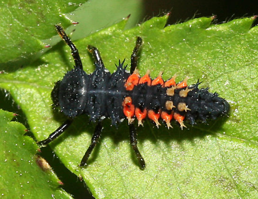 Ladybeetle Life Cycle