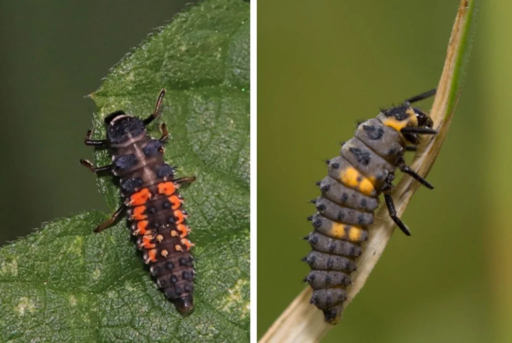 Ladybeetle Life Cycle