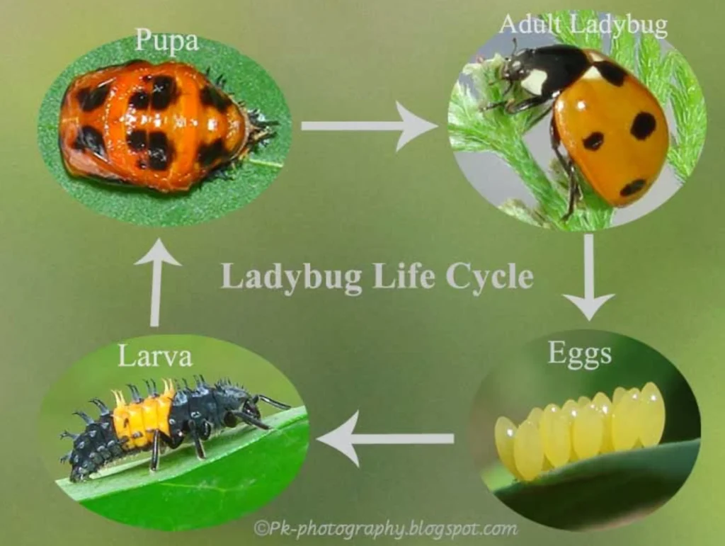 Ladybeetle Life Cycle