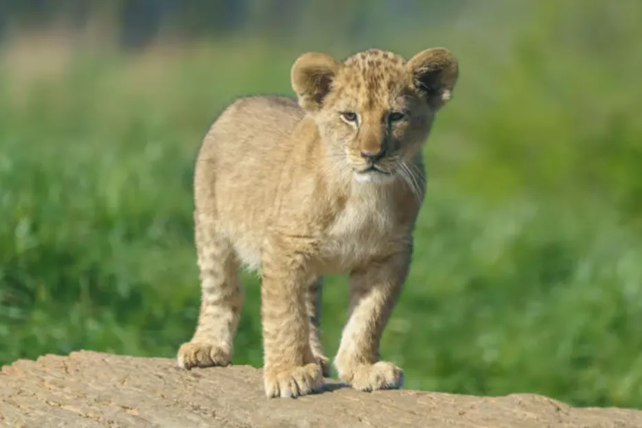 Life Cycle of African Lion
