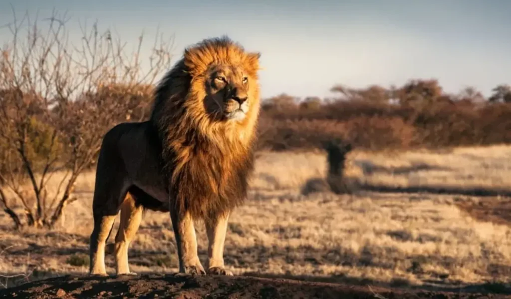Life Cycle of African Lion