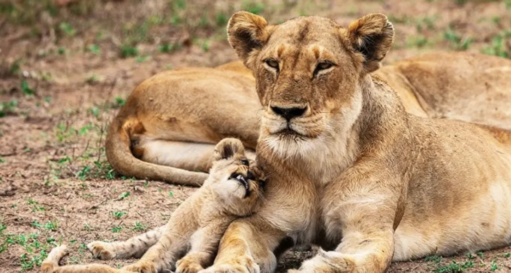 Life Cycle of African Lion