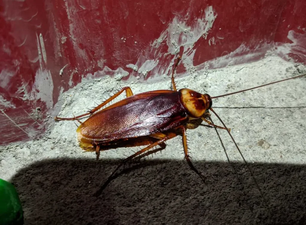 Life Cycle of Cockroach
