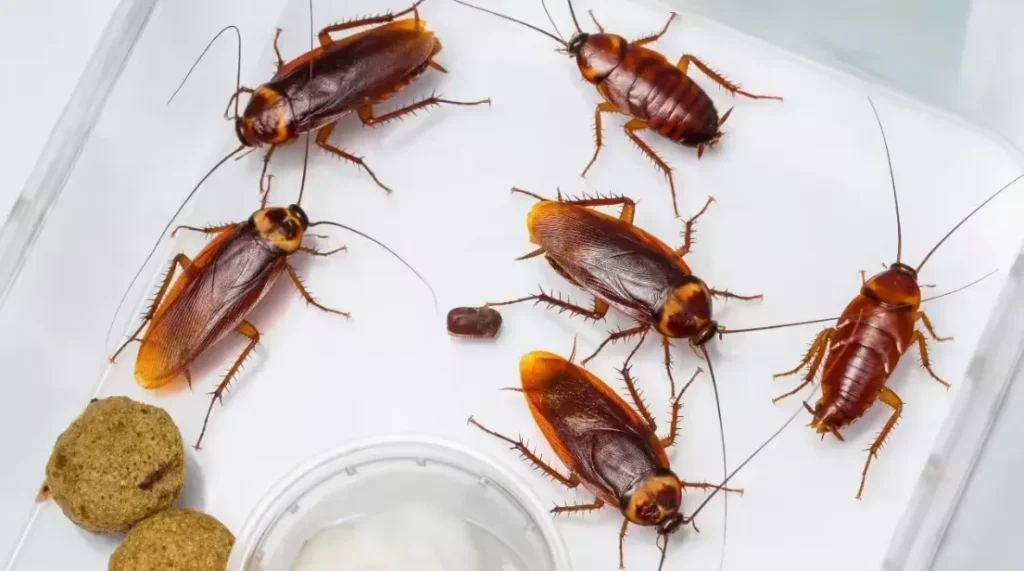 Life Cycle of Cockroach
