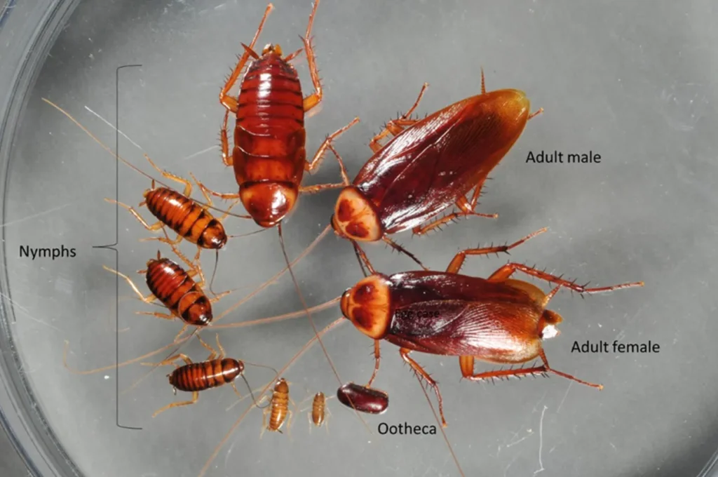 Life Cycle of Cockroach
