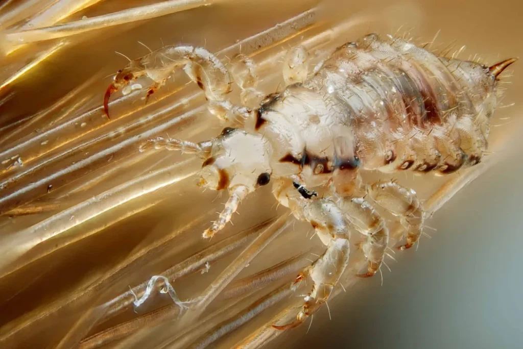 Life Cycle of Head Lice