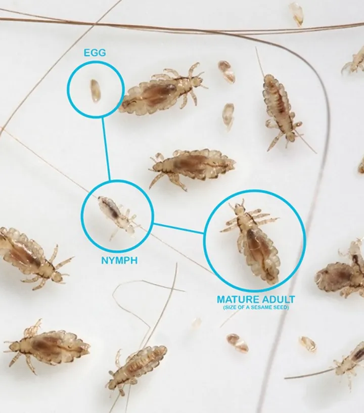 Life Cycle of Head Lice