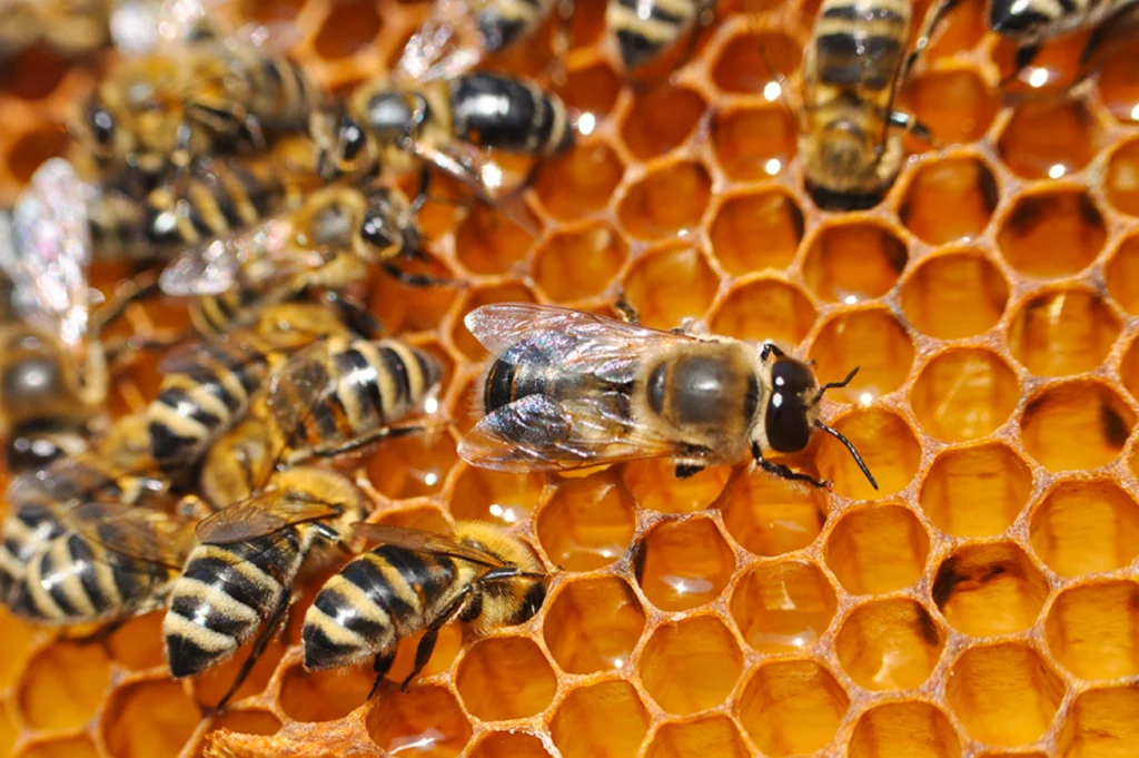 Life Cycle of a Beehive