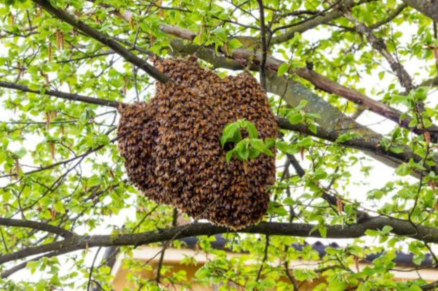Life Cycle of a Beehive
