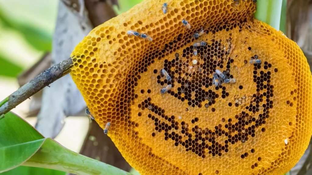 Life Cycle of a Beehive