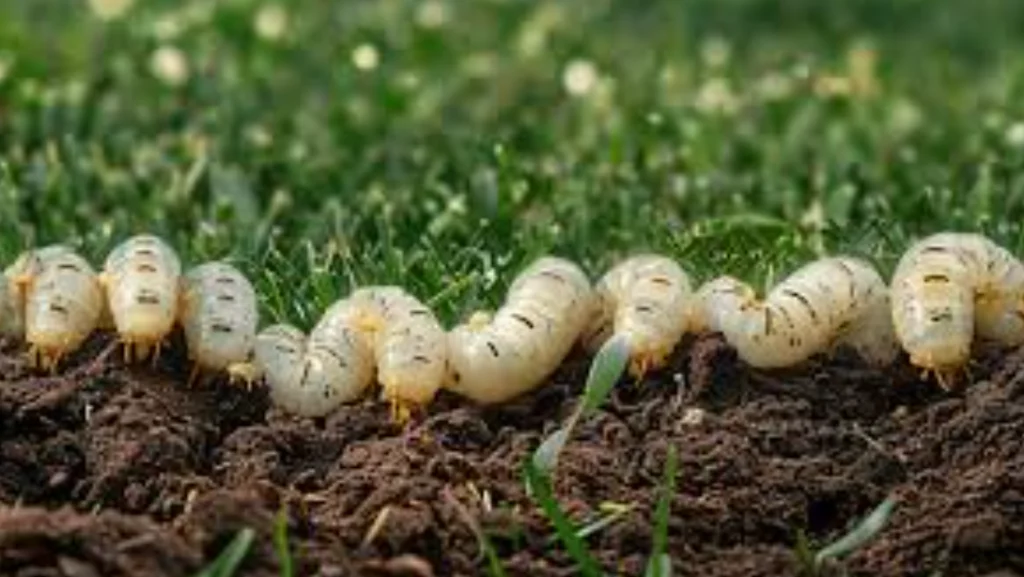 Life Cycle of a Beetle
