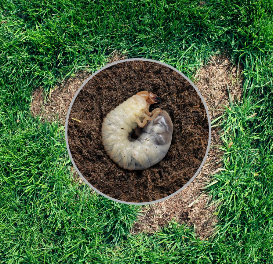 Life Cycle of a Beetle