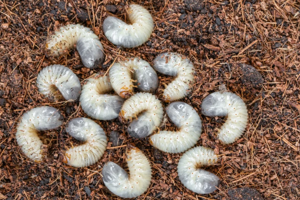Life Cycle of a Beetle