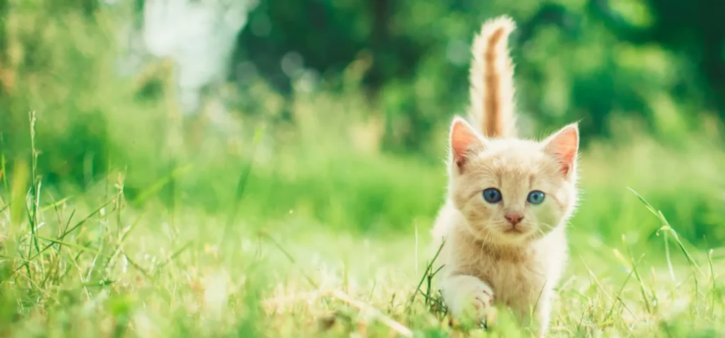 Life Cycle of a Cat