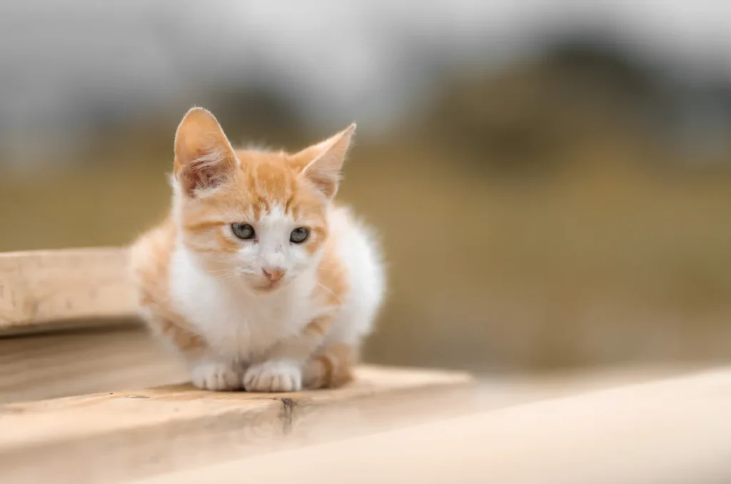 Life Cycle of a Cat