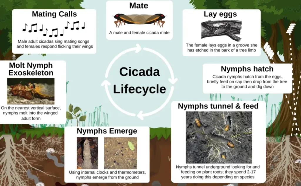 Life Cycle of a Cicada
