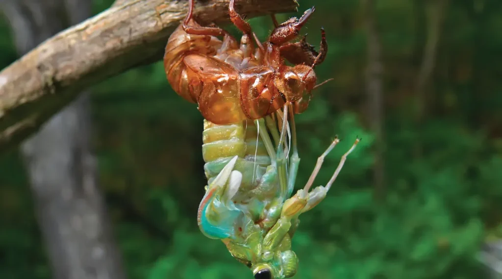 Life Cycle of a Cicada