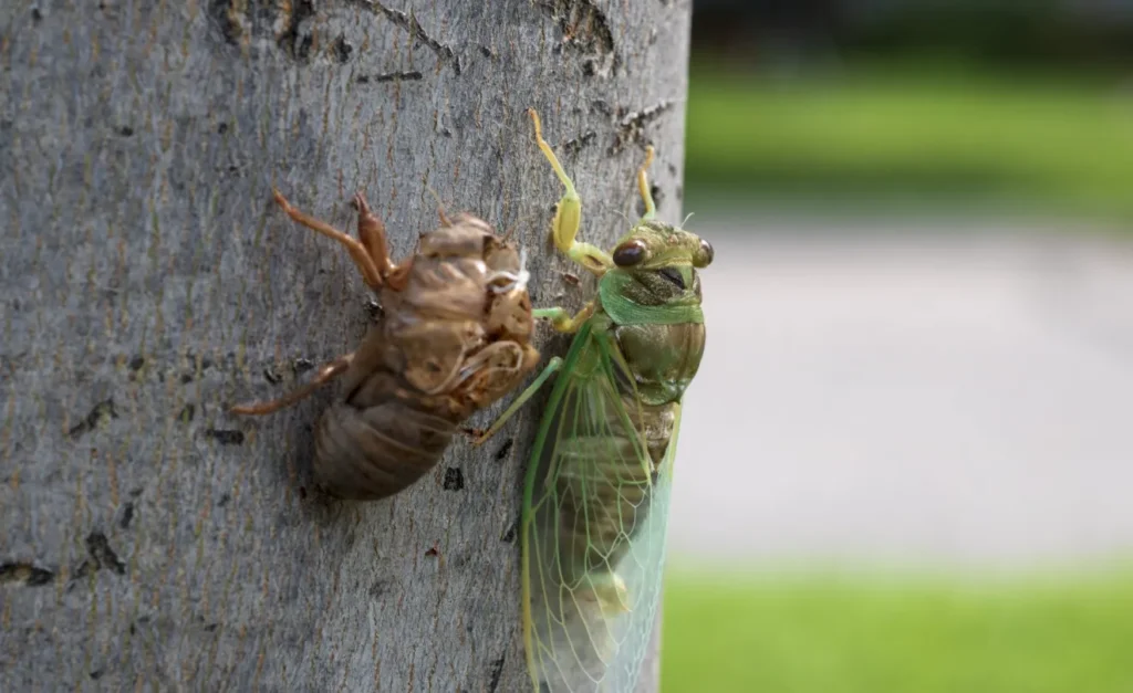 Life Cycle of a Cicada