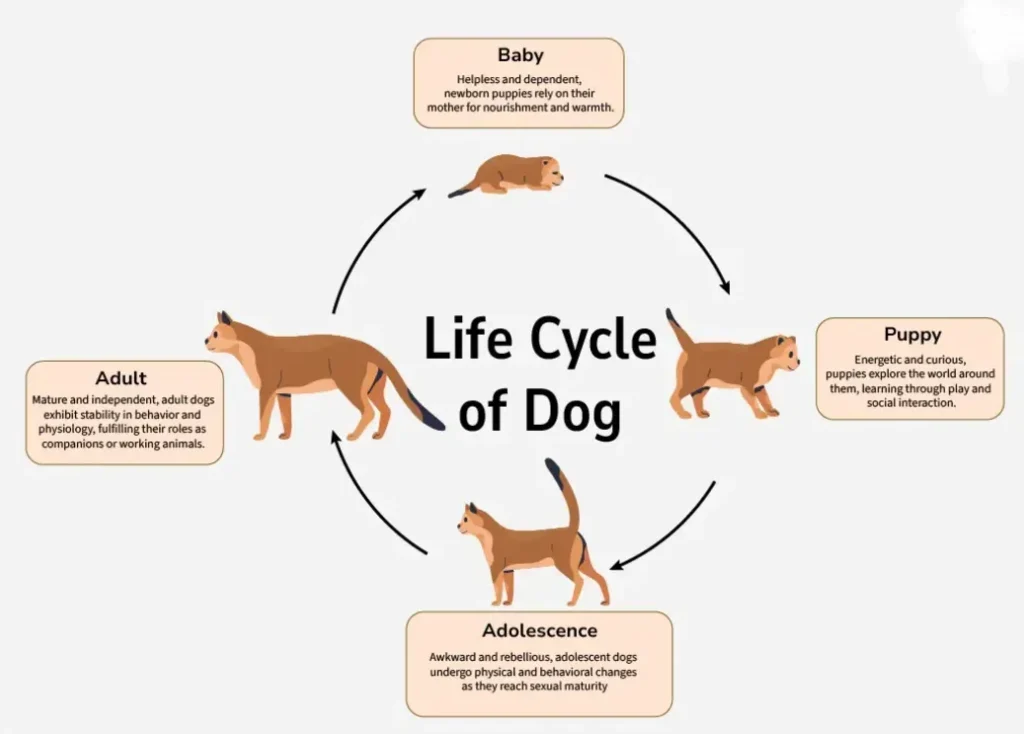 Life Cycle of a Dog