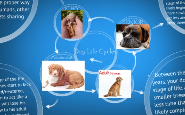 Life Cycle of a Dog