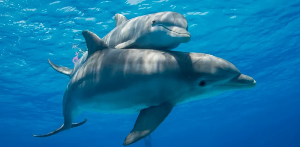 Life Cycle of a Dolphin