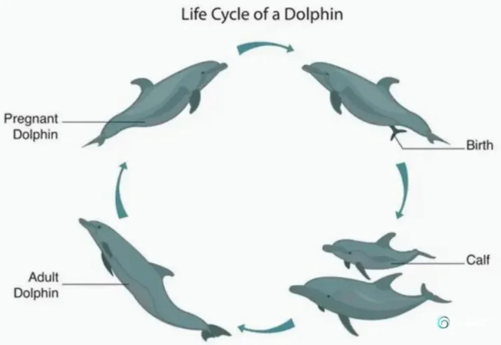 Life Cycle of a Dolphin