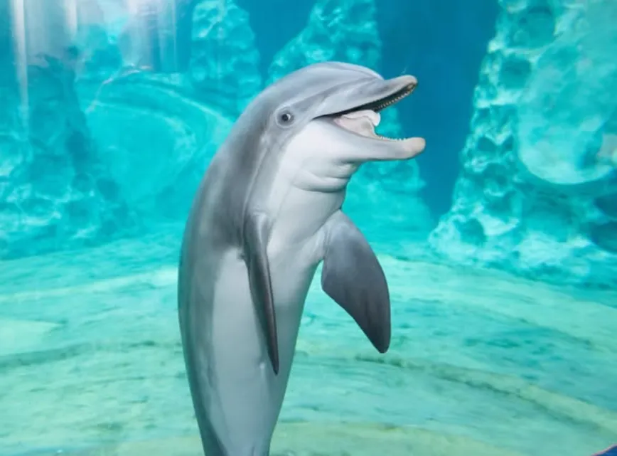 Life Cycle of a Dolphin
