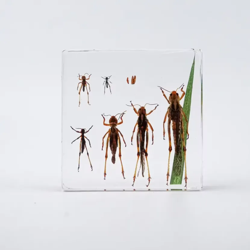 Life Cycle of a Grasshopper