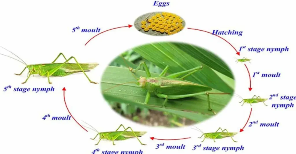 Life Cycle of a Grasshopper