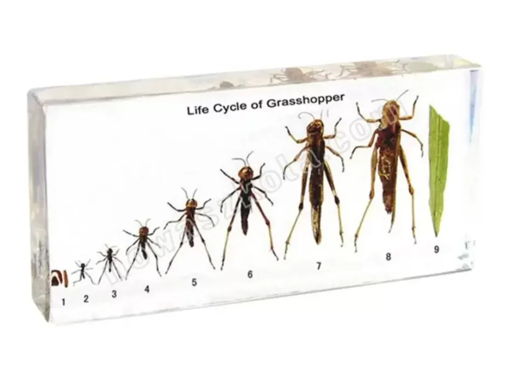Life Cycle of a Grasshopper