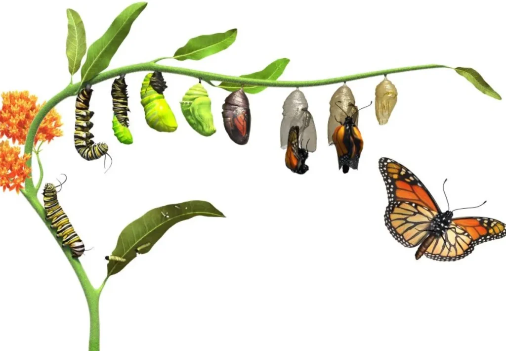Life Cycle of a Monarch Butterfly