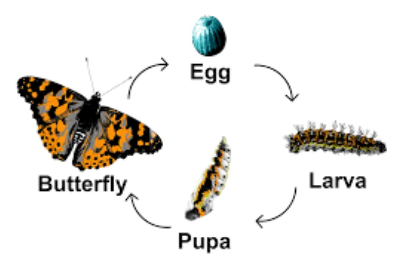 Life Cycle of a Monarch Butterfly