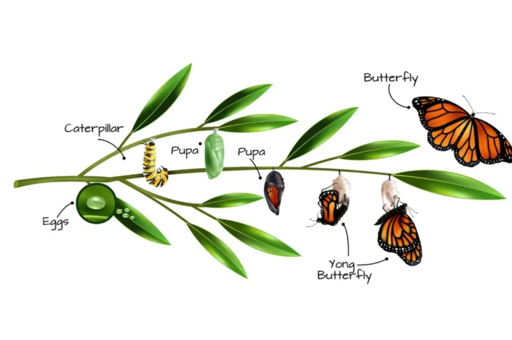 Life Cycle of a Monarch Butterfly