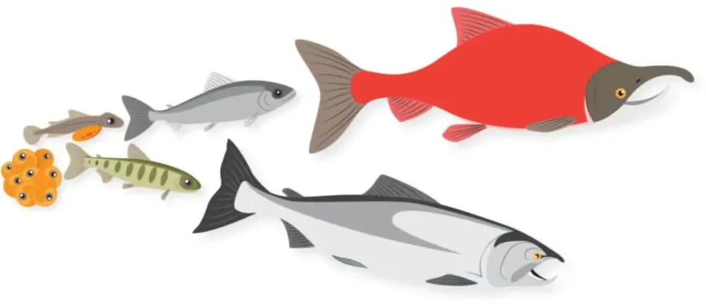Life Cycle of a Salmon