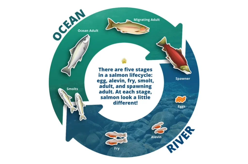Life Cycle of a Salmon